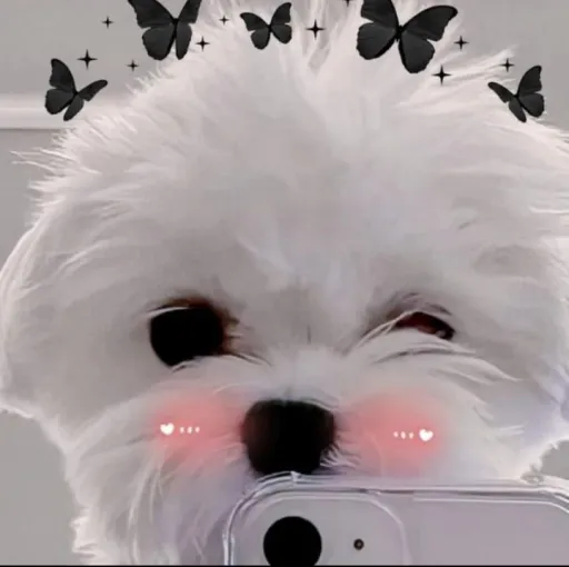 creator hello Kitty☺️🙃's avatar