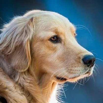 creator #doglover's avatar