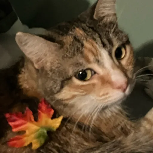 creator Em the cat's avatar