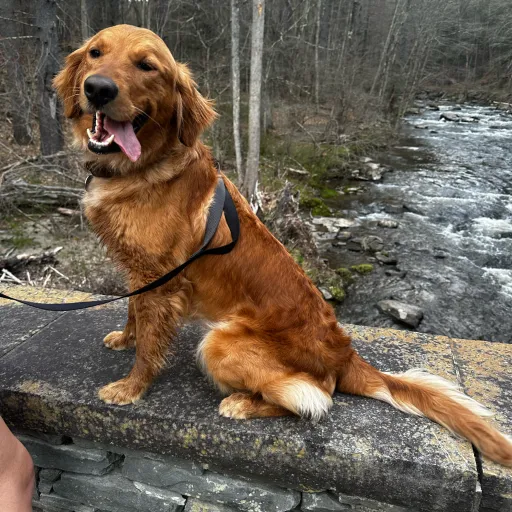 creator Pinky_YT's avatar