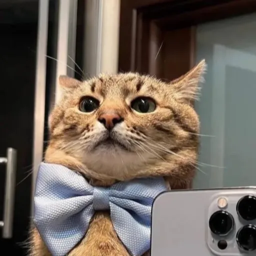 creator CATCHOCO_.STAR._Xx's avatar