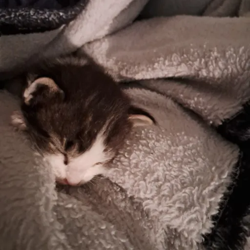 creator Sugar_Rush's avatar