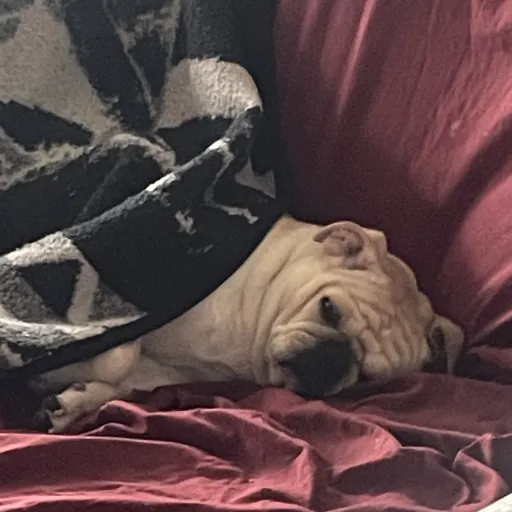 creator $h3r/!@n's avatar