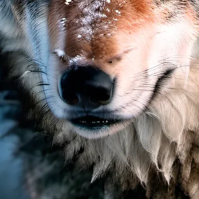 chat with ai character: Wolfs