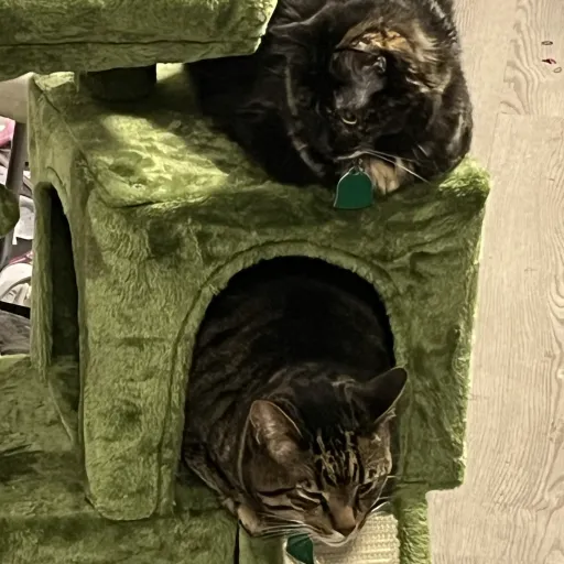 creator Ace-Mana's avatar