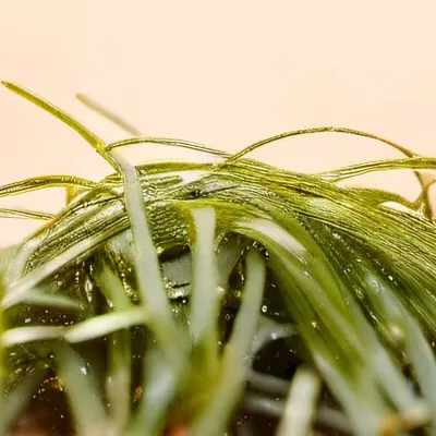 chat with ai character: Touch grass