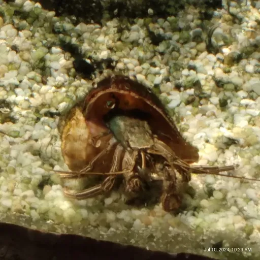creator Hermet crab 🦀🦀🦀🦀🦀🦀's avatar