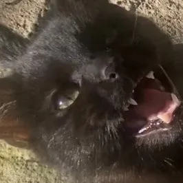 creator nevi_lorlestor's avatar