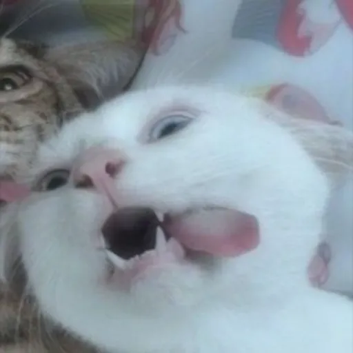 creator ғᴀɪᴛʜ🎧💋's avatar