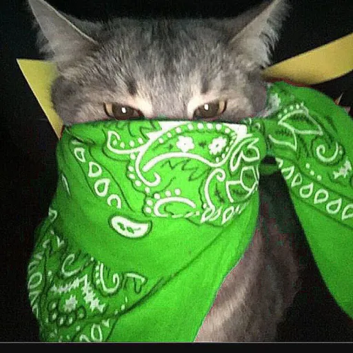 creator <turtle_starr 🐢>'s avatar