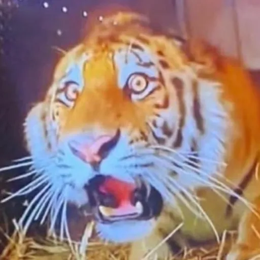 creator Gary Billz's avatar