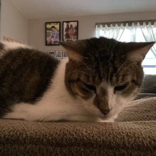 talkie's author avatar