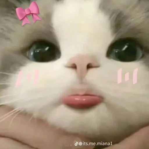 creator @Pretty_Kitty"'s avatar