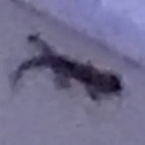 creator ♡︎|★𝐥𝐮𝐥★'s avatar