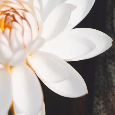 chat with ai character: Just a flower not 