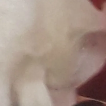 creator purpurpatatim.'s avatar