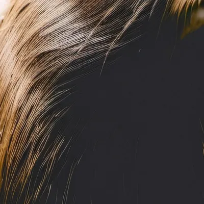 chat with ai character: •capybara•