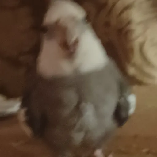 creator Turtle Ninja's avatar