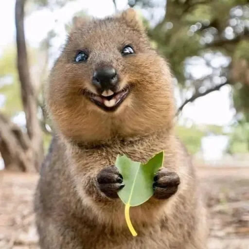 creator Choupie's avatar