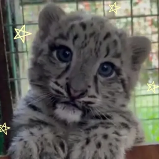 creator ♡violet♥︎'s avatar