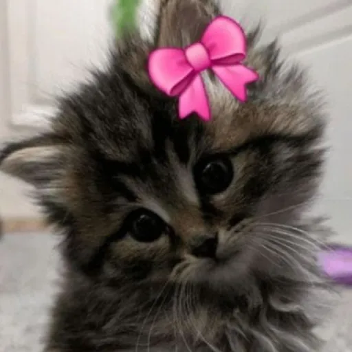 creator Geeral's avatar