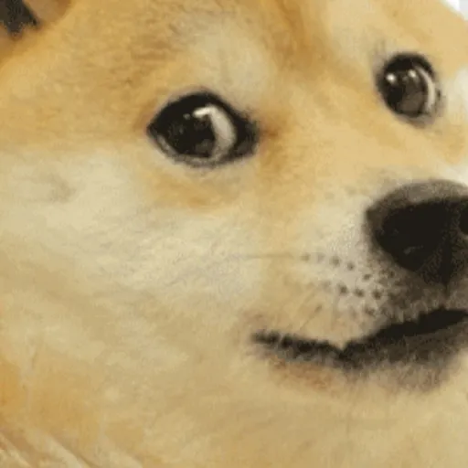 creator dogeeee's avatar