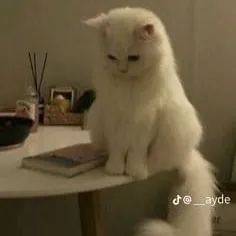 creator Mall666<33's avatar