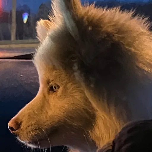 creator Talkior-dKSjZMoY's avatar