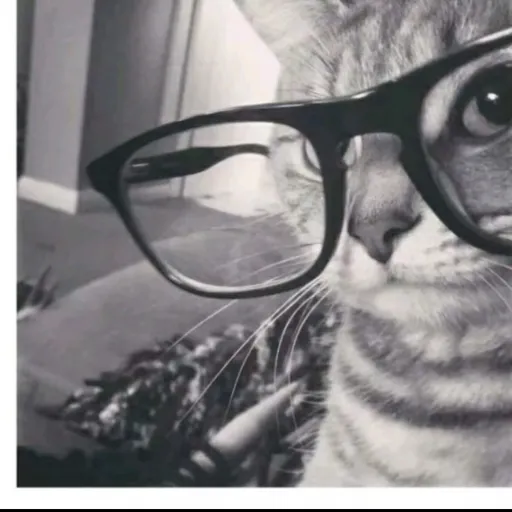 creator allison<3 :3's avatar