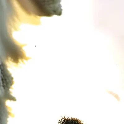 chat with ai character: Billy bob