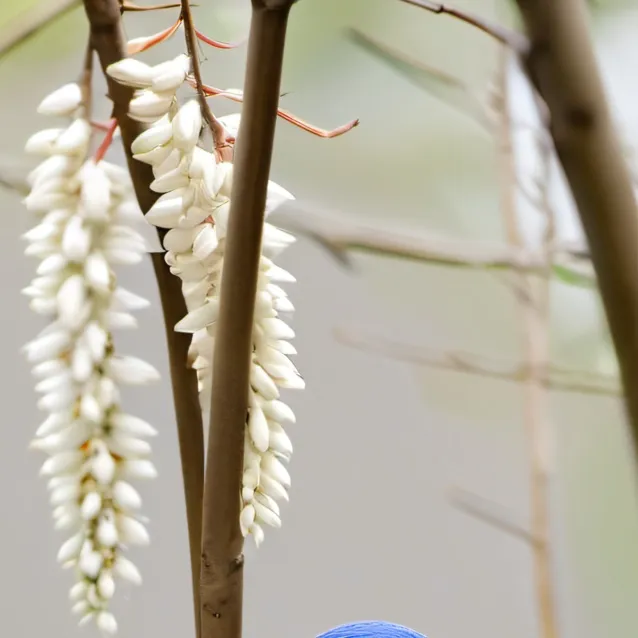 chat with ai character: moreno 