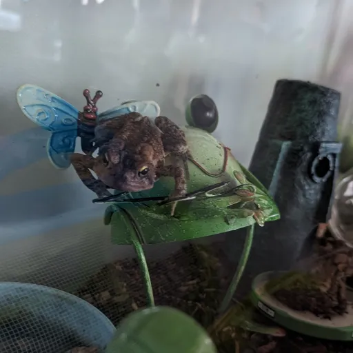 creator FloppaStar_AJ's avatar