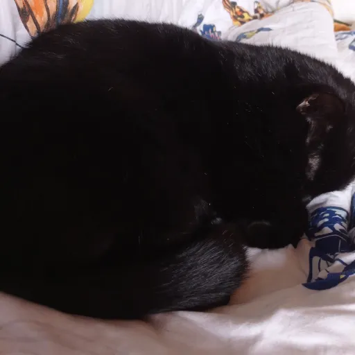 creator Amelie~🌹's avatar