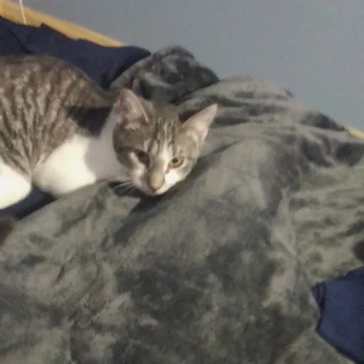 creator DTI baddie 123's avatar