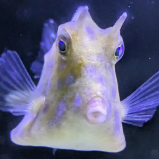 creator CrazyFishy's avatar