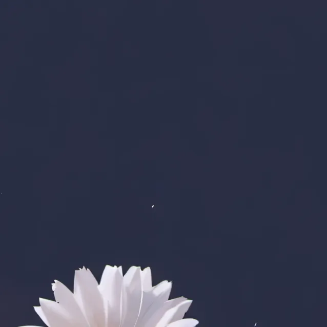 chat with ai character: amanda