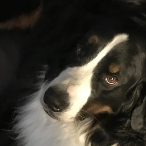 creator ~Random_Bish~'s avatar