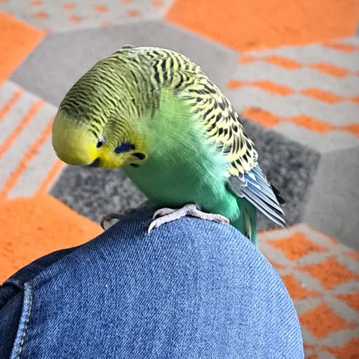 talkie's author avatar