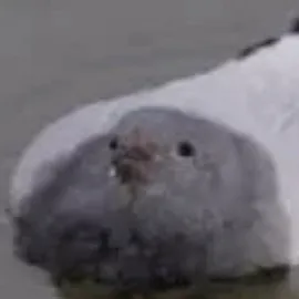 creator Laizanna's avatar