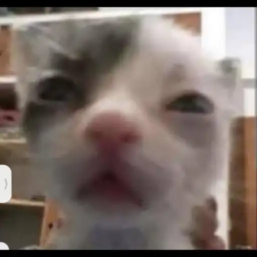 creator Talkior-0rcPQwcJ's avatar