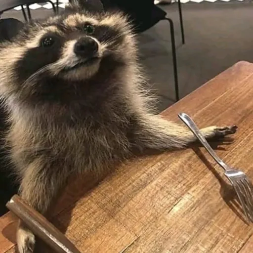 creator I'm @ racoon's avatar