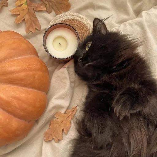 creator mapleluvzcatz's avatar