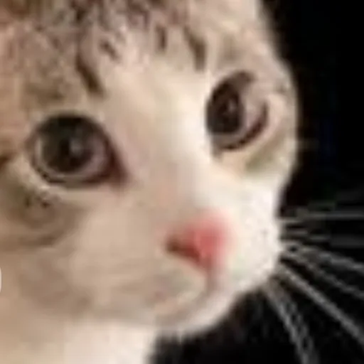 creator i lik cookies's avatar