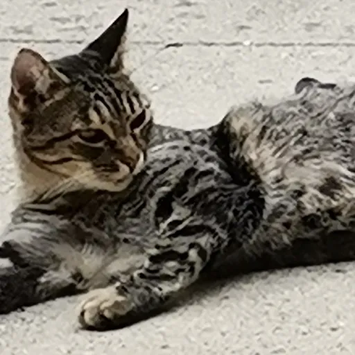 creator YAWOU's avatar