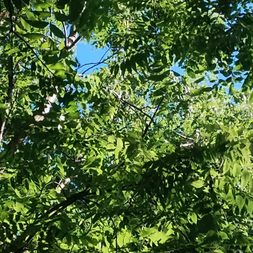 creator Amya🥳🥳👁👄👁's avatar