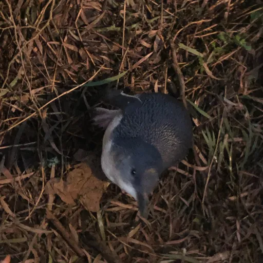 creator darkmagicslayer756's avatar