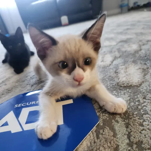 creator tata cat 118's avatar