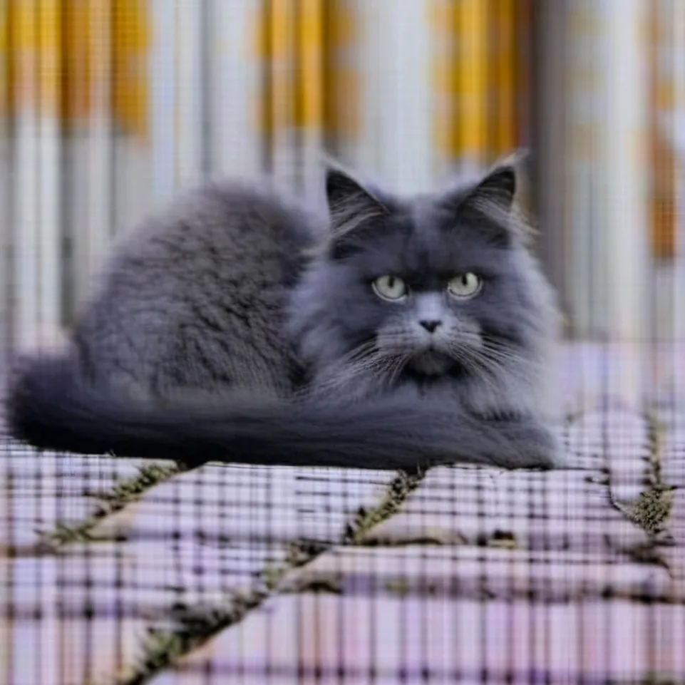 chat with ai character: topias