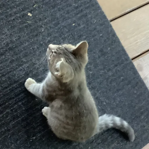 creator Tsuyu Asui fropp's avatar