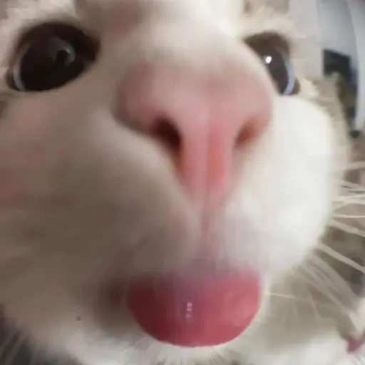 creator ((-KAI-))'s avatar